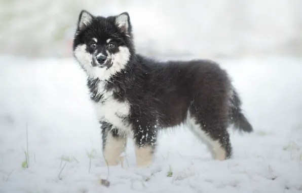 Picture winter, dog, puppy, Finnish, Lapp, Laplander husky, Finnish lapphund