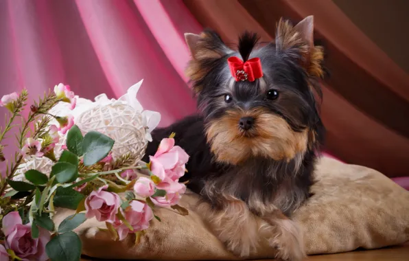 Flowers, roses, girl, puppy, bow, Yorkshire Terrier