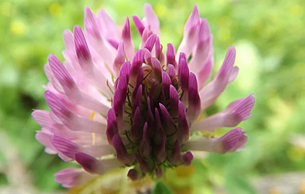 Close-up, blur bokeh, clover field