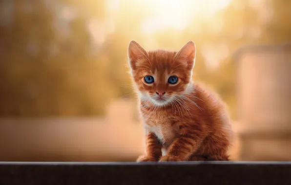 Look, light, pose, background, small, baby, muzzle, red