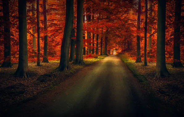 Picture road, forest, trees, nature