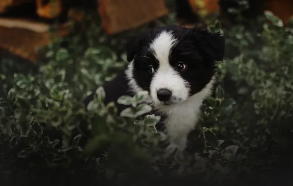 Summer, look, leaves, nature, background, black and white, dog, baby