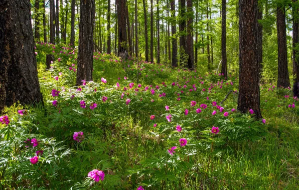 Picture forest, trees, flowers, spring, peonies
