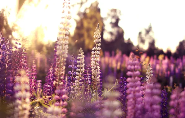 Picture summer, flowers, pink, white, lilac, Lupin
