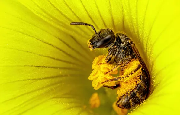 Flower, macro, yellow, bee, pollen, stamens, insect, pollen collection