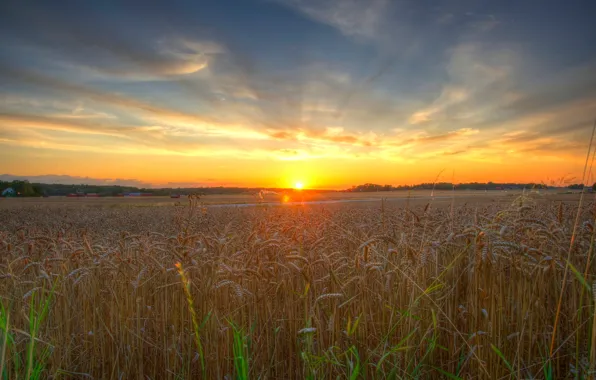 Wheat, field, the sun, sunset, dawn, ears, cereals