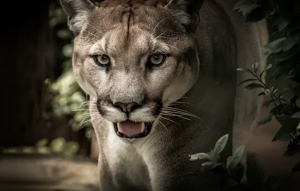 Cat, look, face, portrait, predator, Puma, wild