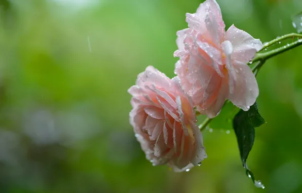 Picture drops, macro, rain, roses