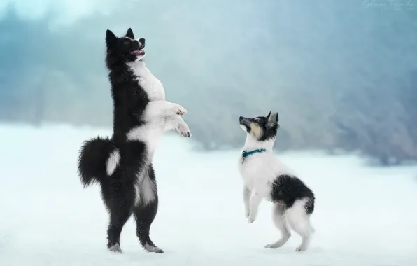 Picture dogs, puppy, Yakut husky