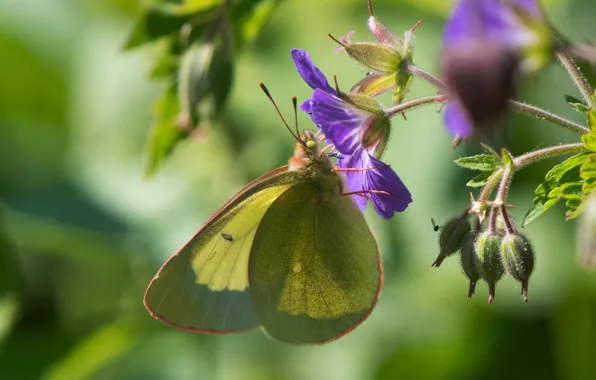 Picture flower, butterfly, bokeh, the limonite