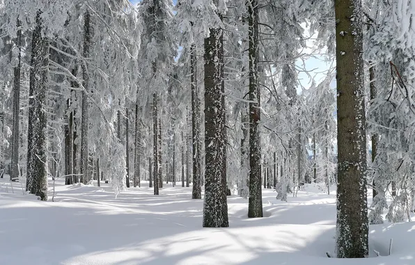 Picture winter, forest, nature