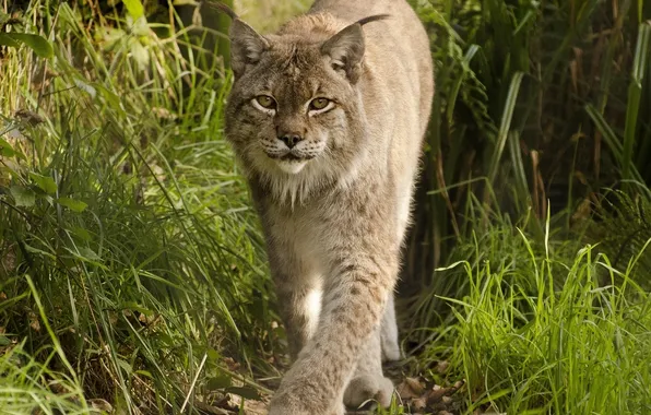 Picture grass, look, lynx
