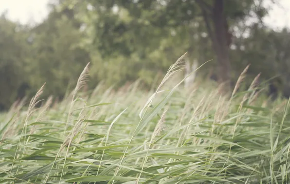 Picture grass, tree, spikelets, green