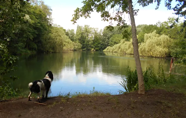 Picture Nature, Dog, Lake, Nature, Dog, Lake