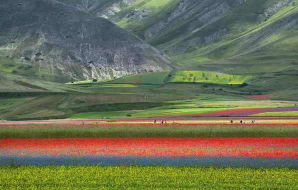 Field, flowers, mountains, nature, Maki, meadow, Italy