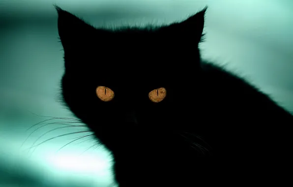Picture cat, cat, look, background, black