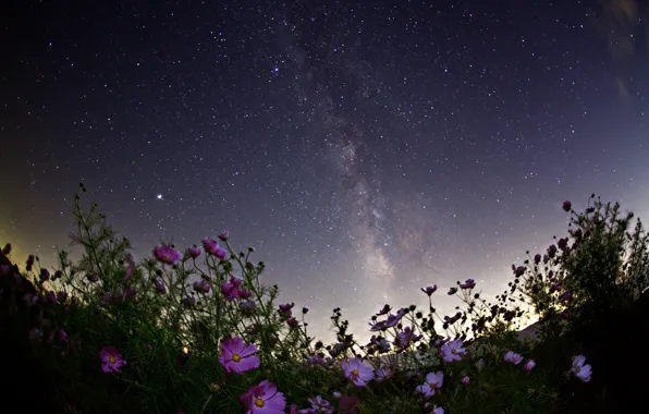 Space, stars, flowers, night, space, the milky way