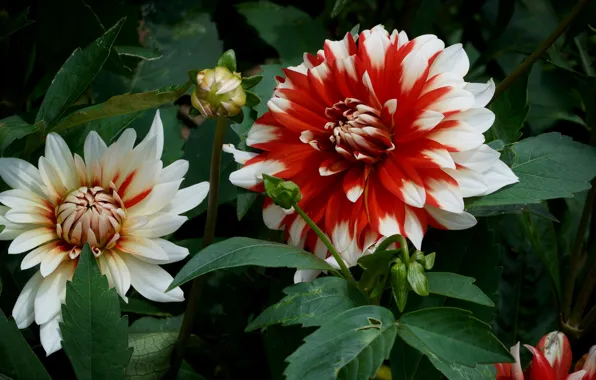 Leaves, flowers, green, background, bright, beauty, petals, garden