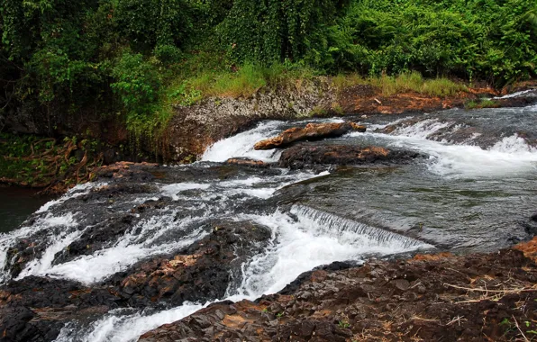 Picture forest, trees, river, stones, stream, thresholds