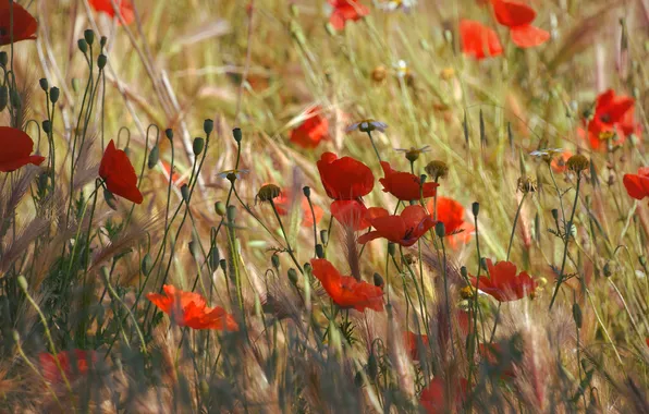 Summer, flowers, Maki, meadow, red, ears, poppy field
