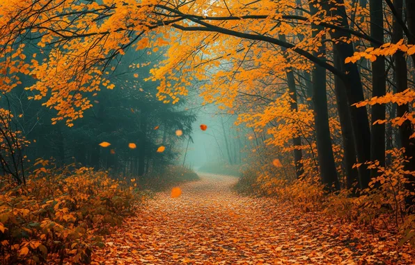 Road, autumn, forest, leaves, trees, fog