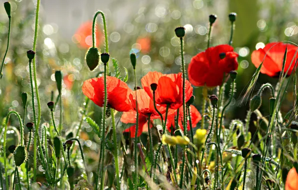 Picture summer, light, flowers, Maki, blur, bokeh