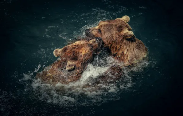 Picture water, kiss, bears, bathing, a couple