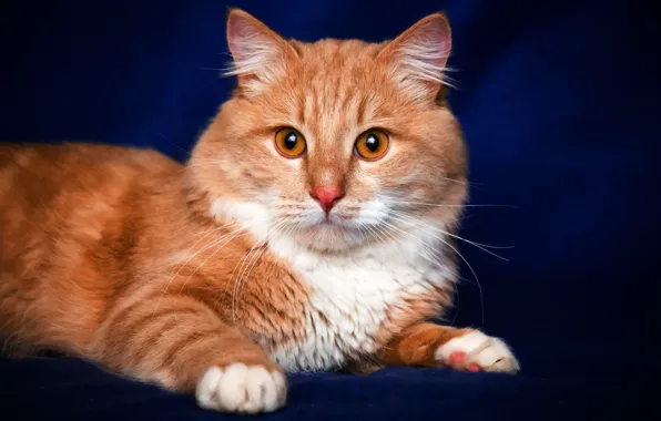 Cat, cat, portrait, red, lies, blue background, photoshoot, Kote