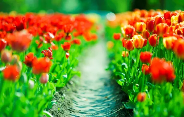 Picture red, trail, spring, tulips, red, tulips, plantation, plantation