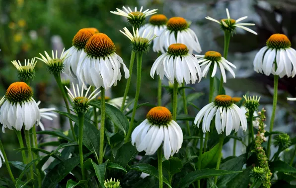 Leaves, nature, petals, garden, stem, flowerbed, Echinacea