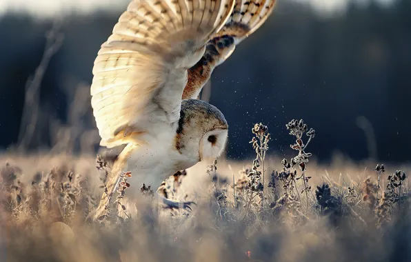 Picture nature, owl, bird, wings, grass