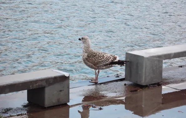 Water, Autumn, Bird, Weather