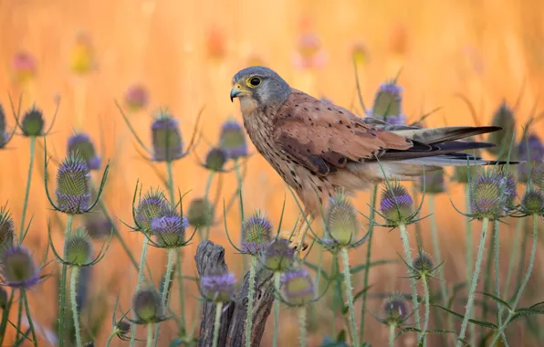 Bird, plants, Falcon, orange background, Kestrel