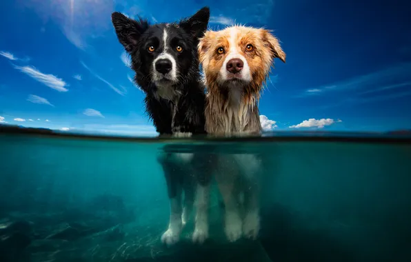 Dogs, look, nature, pose, friends, faces