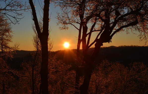 The sun, trees, sunset, nature, silhouettes