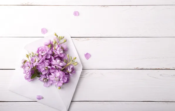 Flowers, background, lilac, the envelope