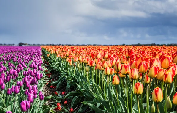 Field, purple, the sky, leaves, clouds, landscape, flowers, orange
