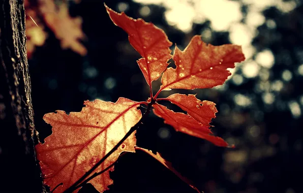 Picture red, nature, leaves, leaf