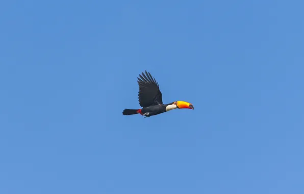 Picture the sky, bird, toucan