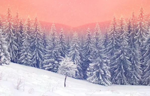 Winter, forest, snow, snowflakes, tree, nature, winter, snow