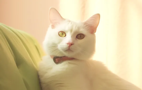 Cat, white, cat, look, light, pose, sofa, portrait
