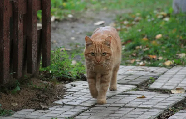 Picture cat, look, cats, animal, village, red, walk