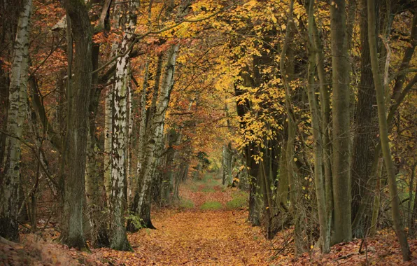 Road, autumn, forest, leaves, trees, Park, alley