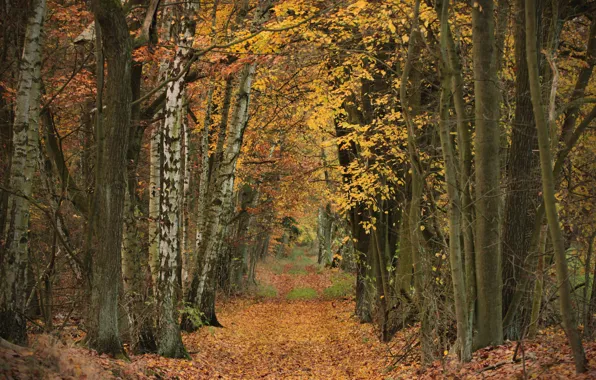 Picture road, autumn, forest, leaves, trees, Park, alley