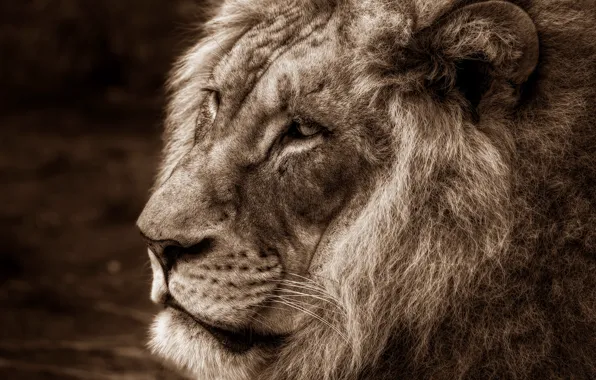 Look, face, cats, background, portrait, Leo, king, Sepia