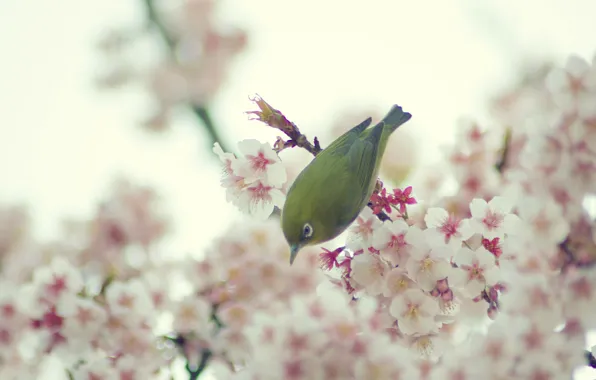 Picture flowers, spring, Bird, the cherry blossoms