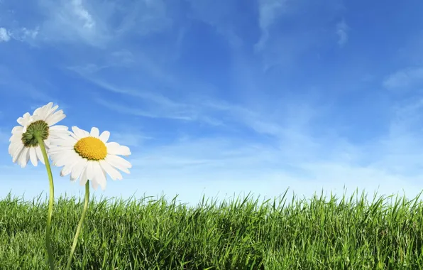 Picture GRASS, HORIZON, The SKY, FIELD, CLOUDS, CHAMOMILE, GREEN