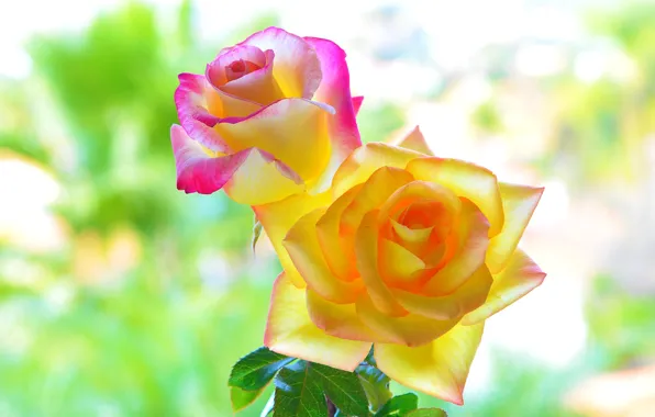 Color, macro, background, roses, beauty, petals