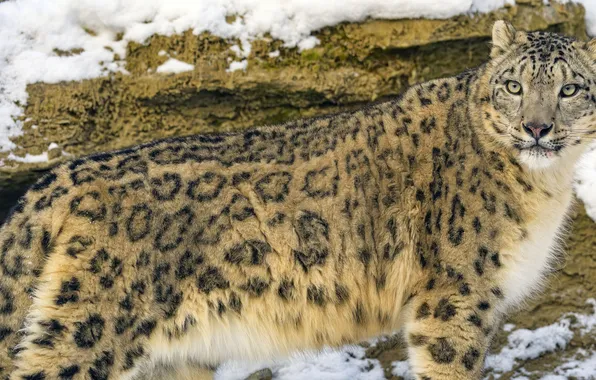 Cat, predator, big cat, snow eopard