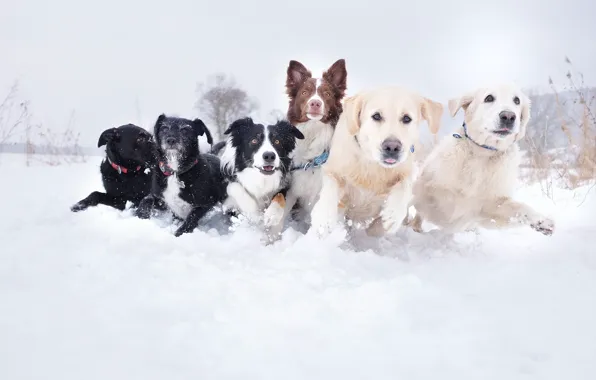 Picture dogs, snow, photo, running, the snow, different, muzzle, breed